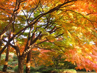 殿ヶ谷戸庭園・紅葉